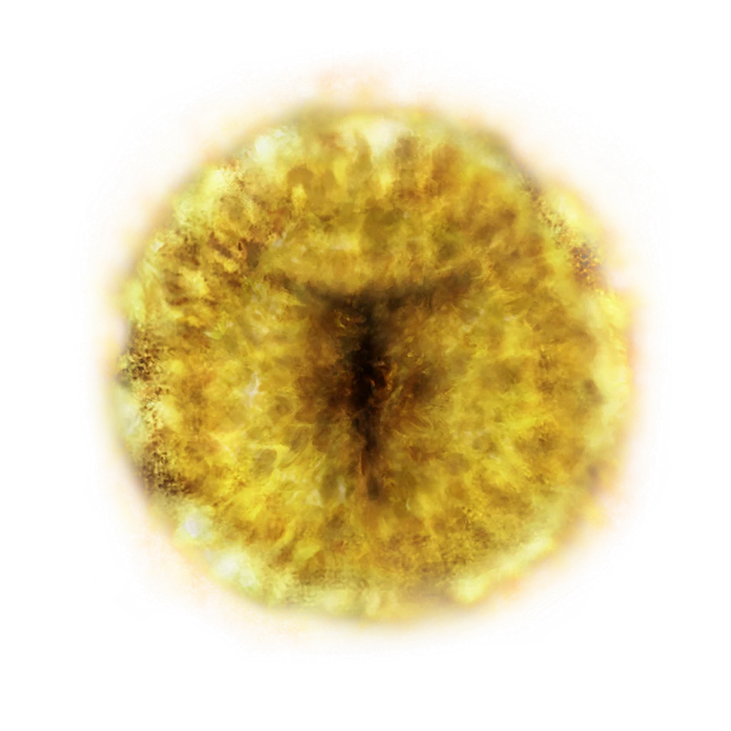 Marika's Rune