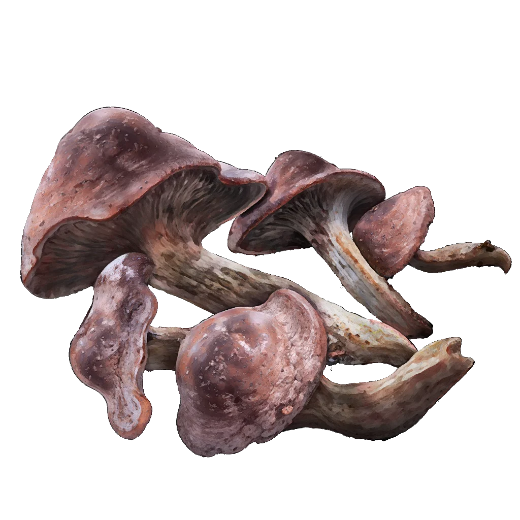 Redflesh Mushroom