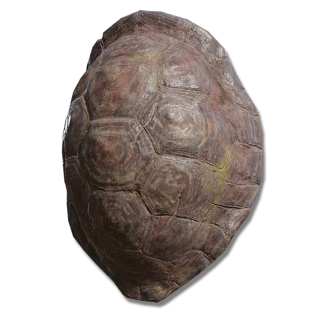 Great Turtle Shell