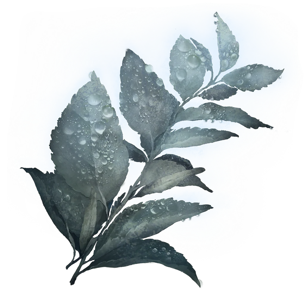 Dewkissed Herba