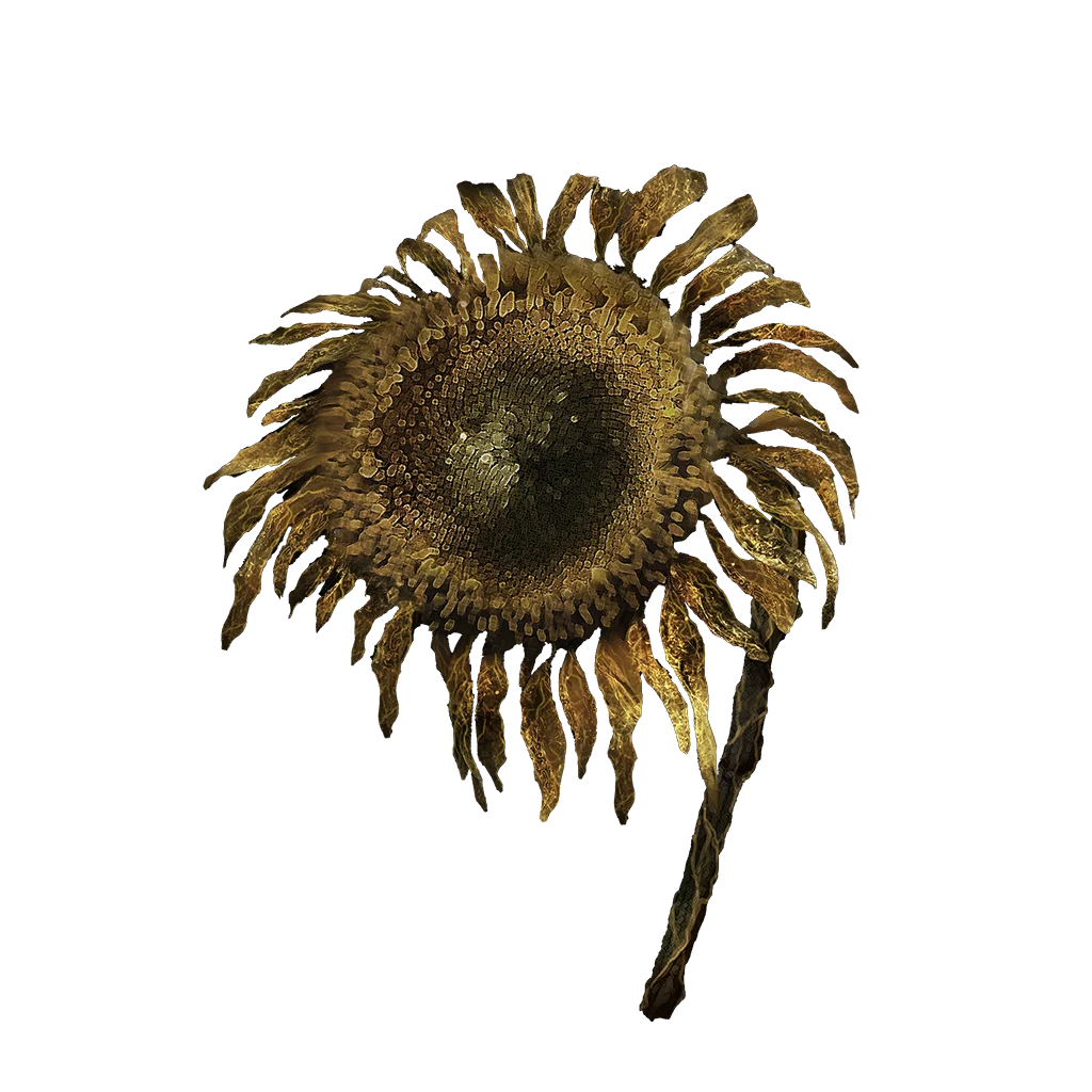 Tarnished Golden Sunflower