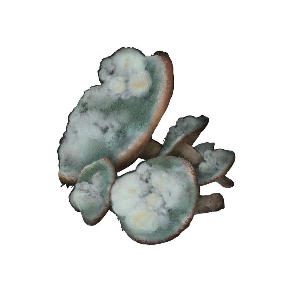 Toxic Mushroom